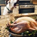 Our Dog Wouldn’t Stop Barking at the Thanksgiving Turkey — When I Finally Checked It, I Called the Police