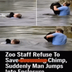 Truck driver jumped into forbidden zoo enclosure to rescue a drowning Chimp when no one else would