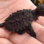 A Young Girl’s Mission to Save an Endangered Species