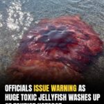 Officials Warn Tourists As Giant Toxic Jellyfish Washes Ashore At Popular Beach