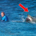 Surfer Fights Off Shark During Competition